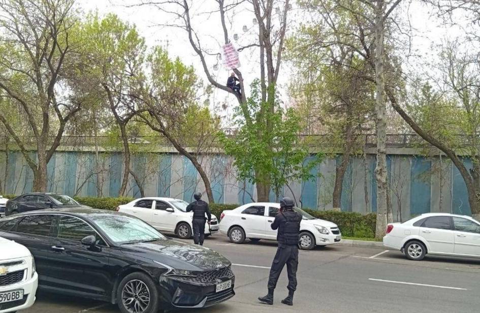 Toshkentda sud qaroridan norozi bo‘lgan fuqaro daraxt ustiga chiqib oldi